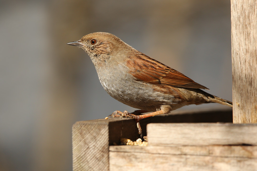 Rötelbraunelle (Prunella rubida)