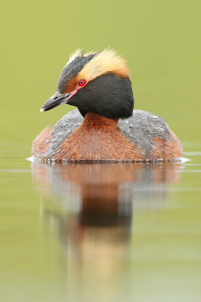 Ohrentaucher (Podiceps auritus)