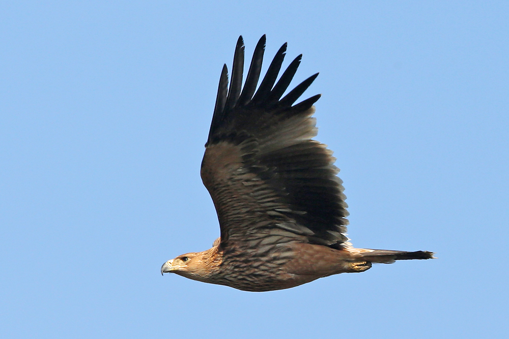 Östliche Kaiseradler (Aquila heliaca)
