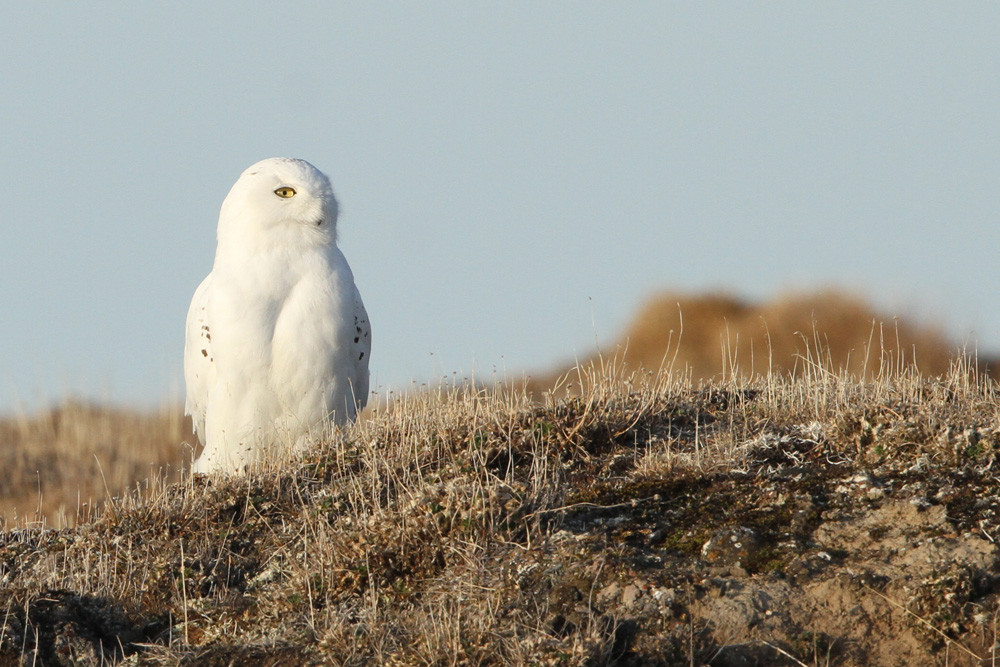 Schnee-Eule, Snowy Owl (Bubo scandiacus)