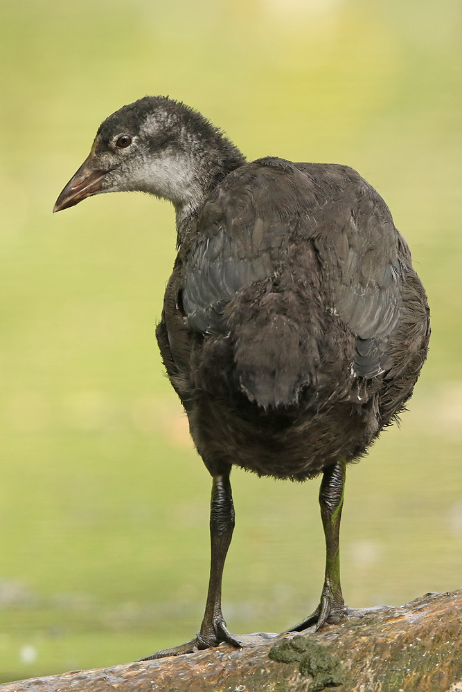 Blässhuhn (Fulica atra) 
