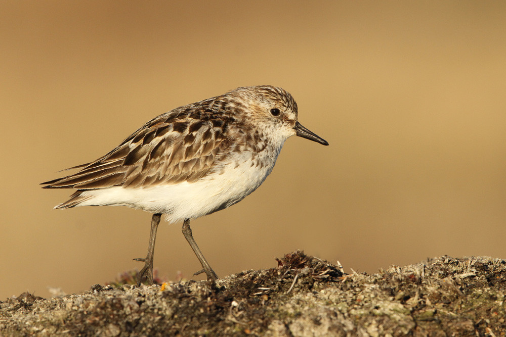Sandstrandläufer, Semipalmated Sandpiper (Calidris pusilla)