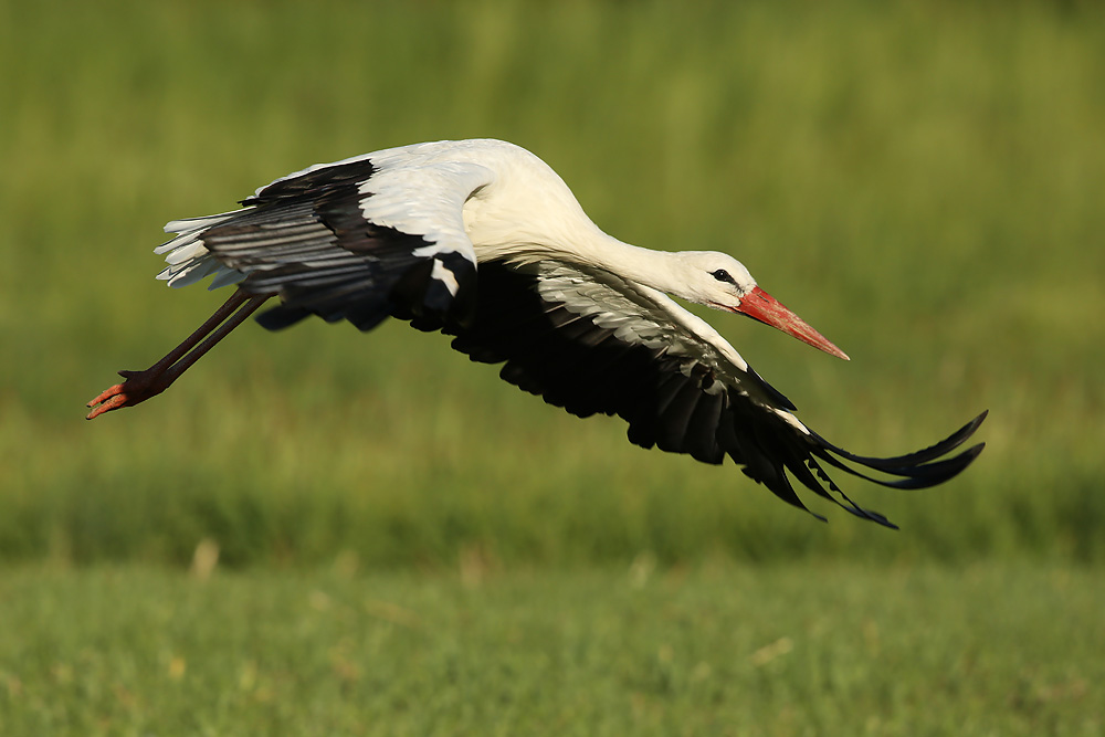 Weisstorch (Ciconia ciconia)