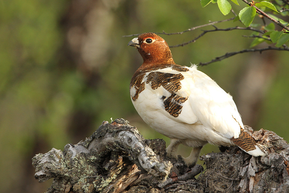 Moorschneehuhn, Willow Ptarmigan (Lagopus lagopus)