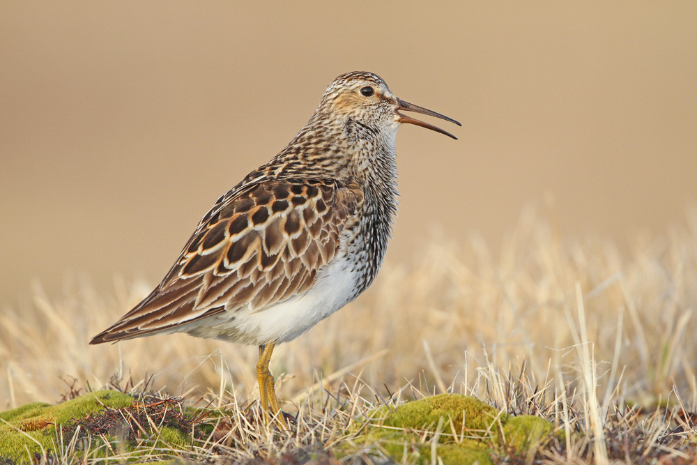 Graubruststrandläufer, Pectoral Sandpiper (Calidris melanotos)