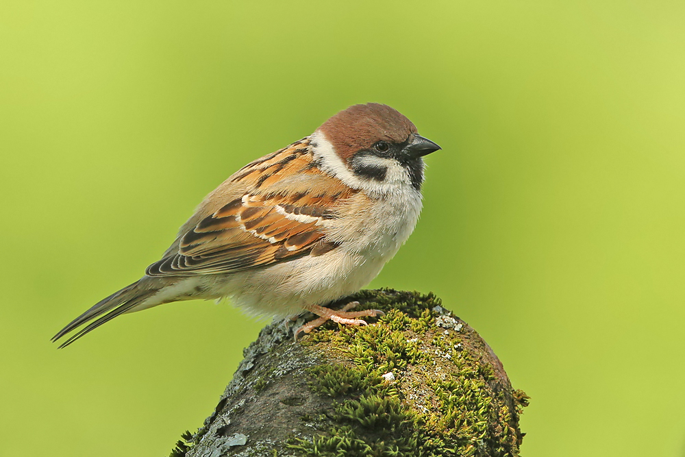 Feldsperling (Passer montanus) 
