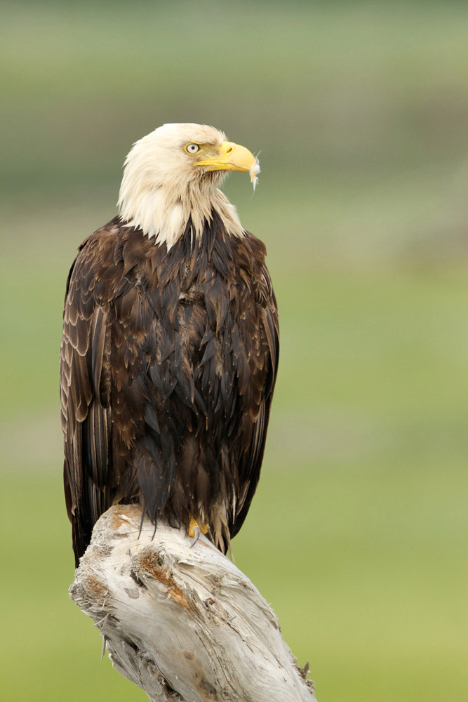 Weisskopfseeadler, Bald Eagle (Haliaeetus leucocephalus)