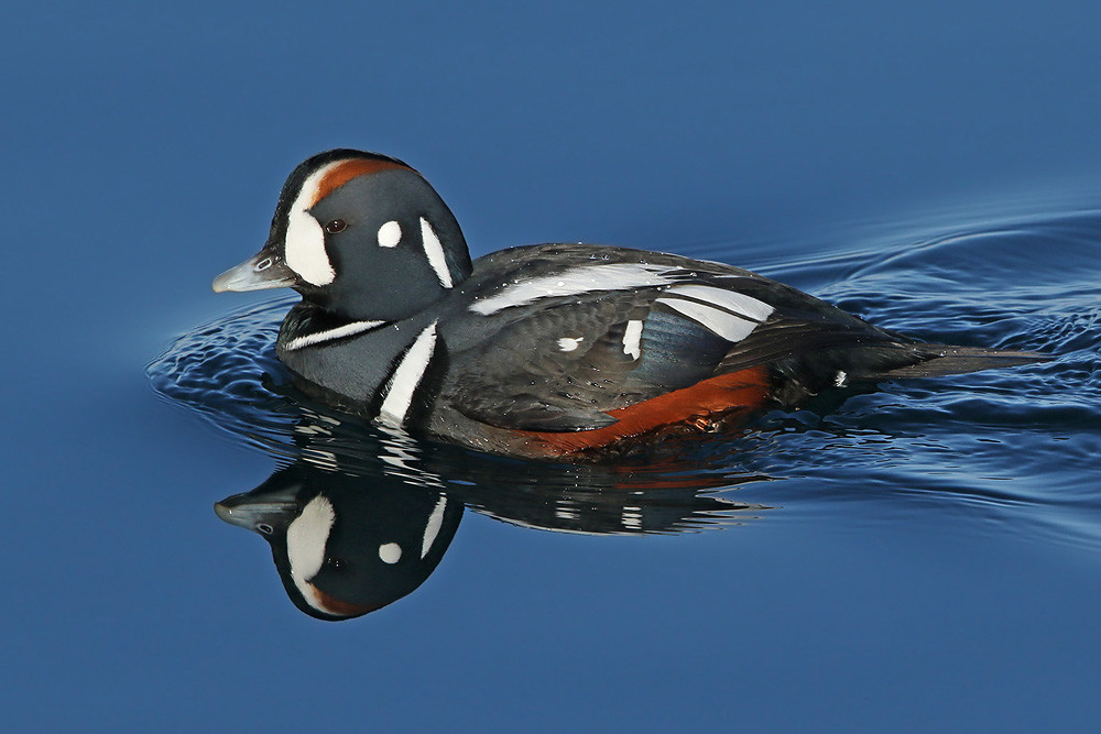 Kragenente (Histrionicus histrionicus)