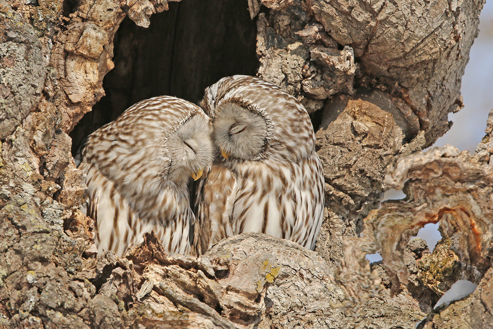 Habichtskauz (Strix uralensis ssp. japonicus)