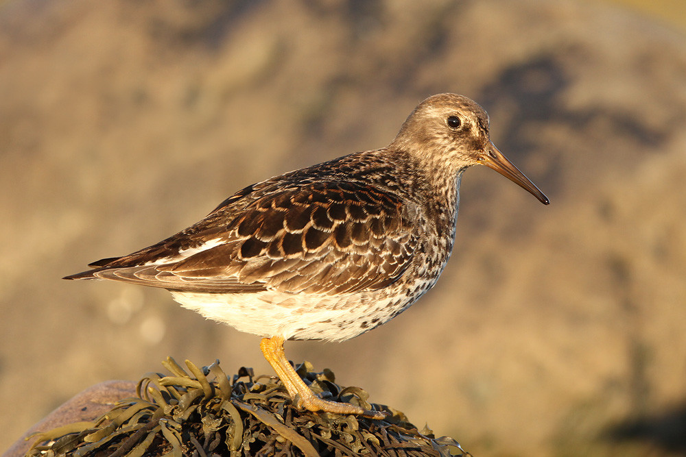 Meerstrandläufer, Purple Sandpiper (Calidris maritima)