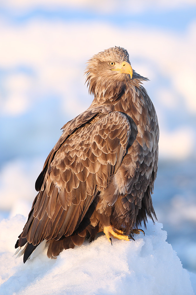 Seeadler (Haliaeetus albicilla) 