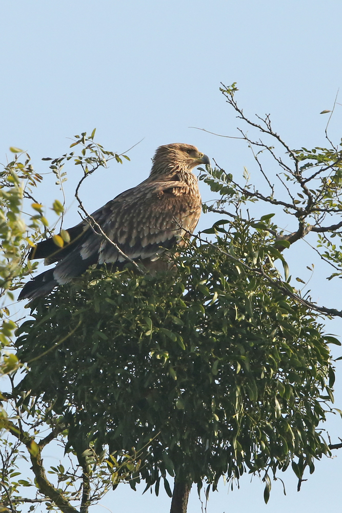 Östliche Kaiseradler (Aquila heliaca)