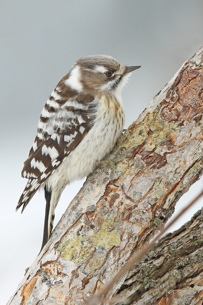 Kizukispecht (Dendrocopos kizuki) 