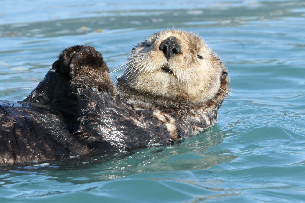 Seeotter, Sea Otter (Enhydra lutris)