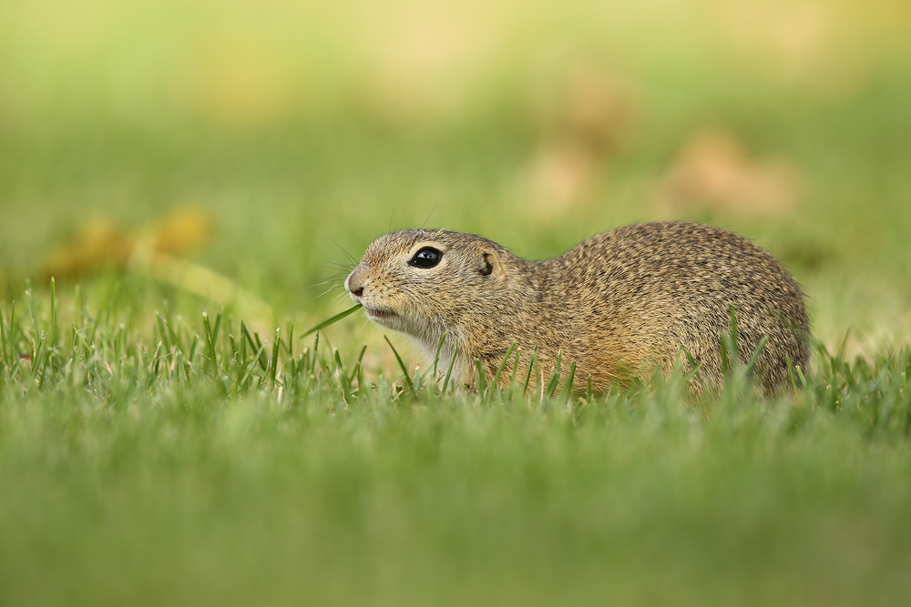 Europäische Ziesel (Spermophilus citellus)