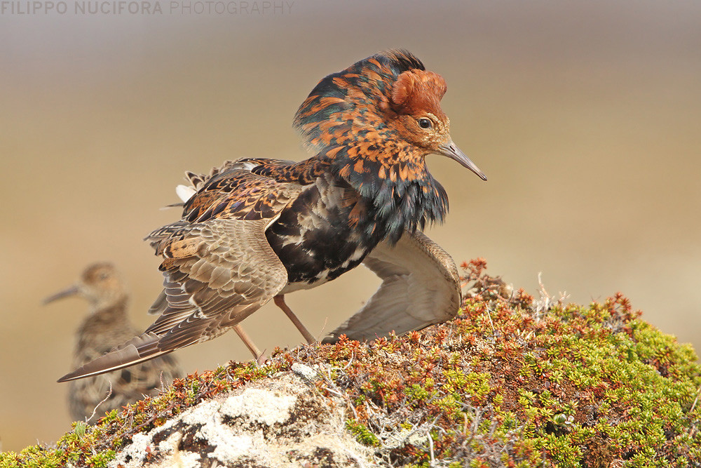 Kampfläufer (Philomachus pugnax)