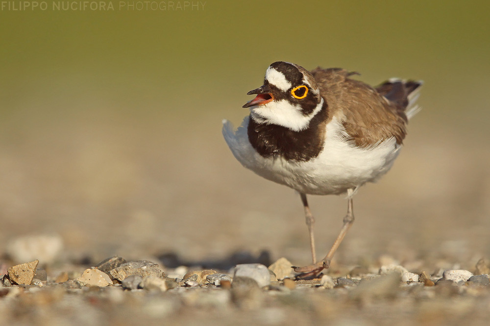 Flussregenpfeifer (Charadrius dubius)
