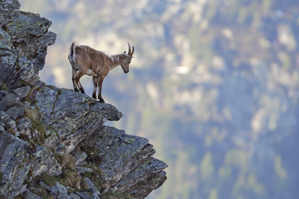  Alpensteinbock (Capra ibex)