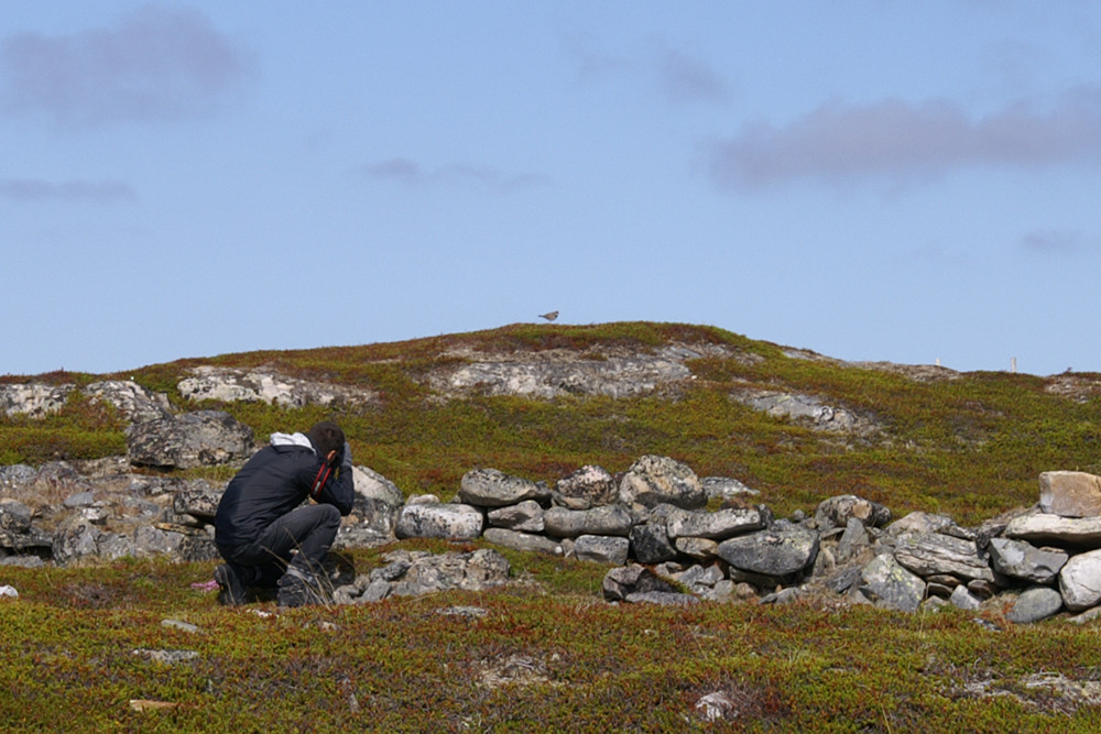 @ Work mit einem Sandregenpfeifer - Varanger 2011