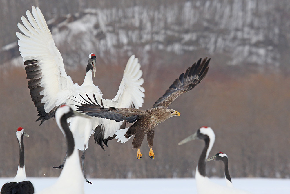 Seeadler (Haliaeetus albicilla) 