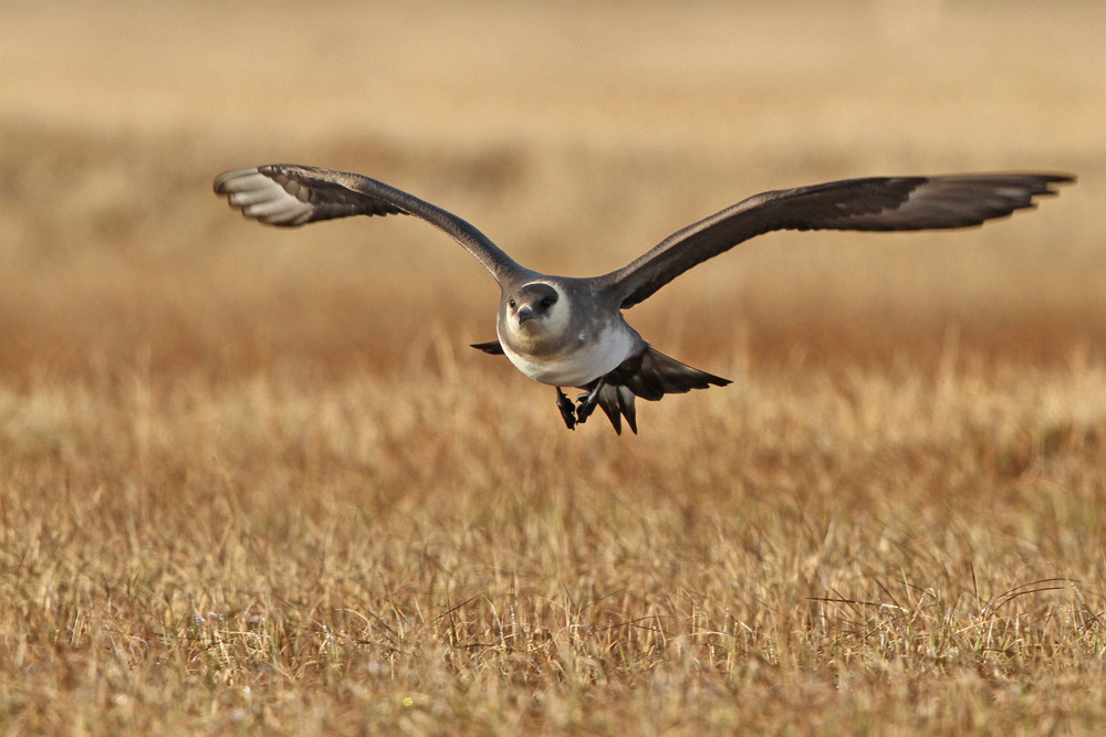 Schmarotzerraubmöwe, Parasitic Jaeger (Stercorarius parasiticus)