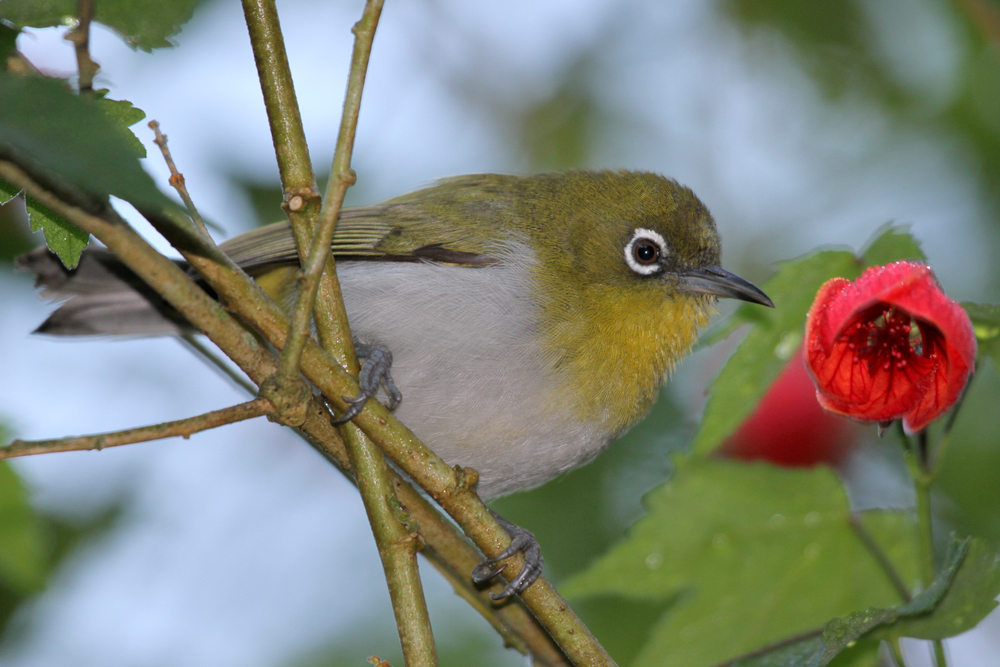 Ceylon-Brillenvogel, Ceylon White-eye (Zosterops ceylonensis) / Nuwara Eliya