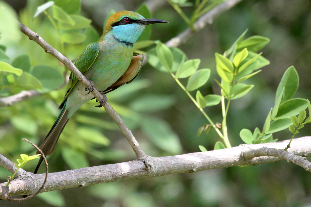 Smaragdspint, Little Green Bee-eater (Merops orientalis) / Kalametiya