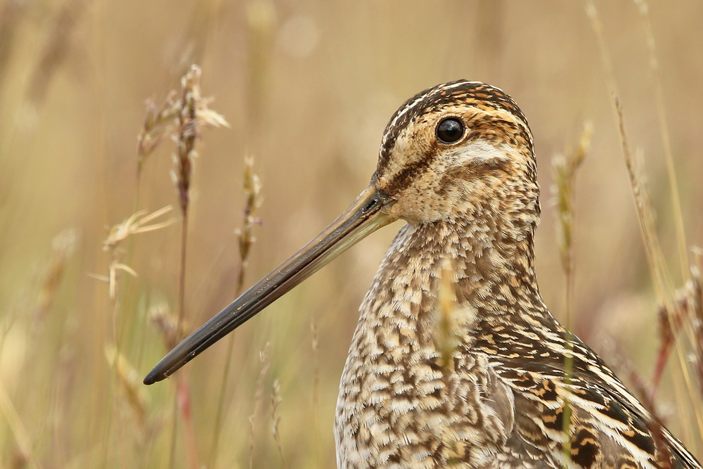 Bekassine (Gallinago gallinago)