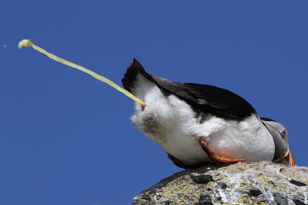 Papageitaucher, Atlantic Puffin (Fratercula arctica)