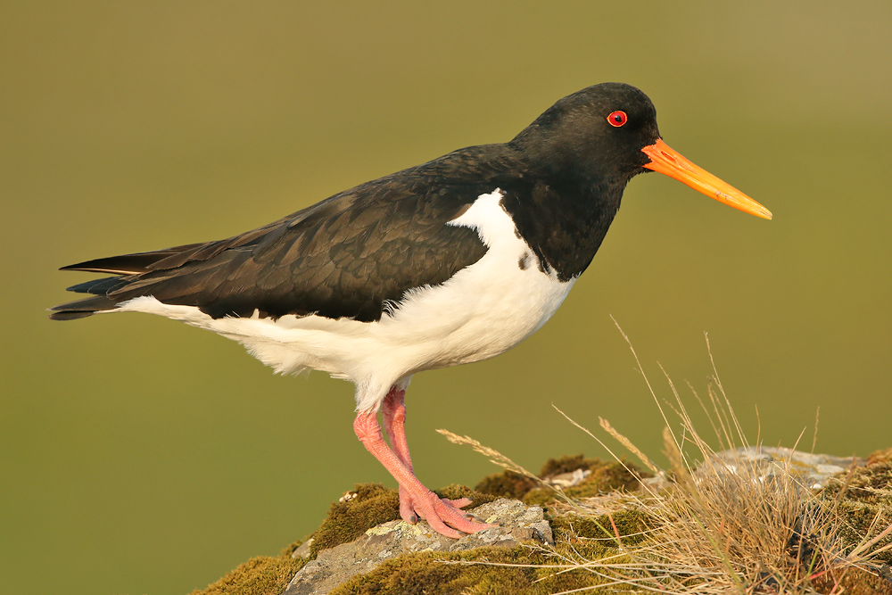 Austernfischer (Haematopus ostralegus)