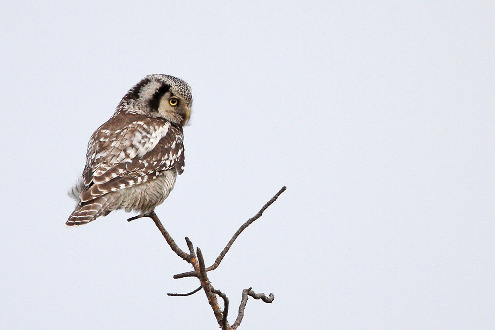 Sperbereule, Northern Hawk-Owl (Surnia ulula)