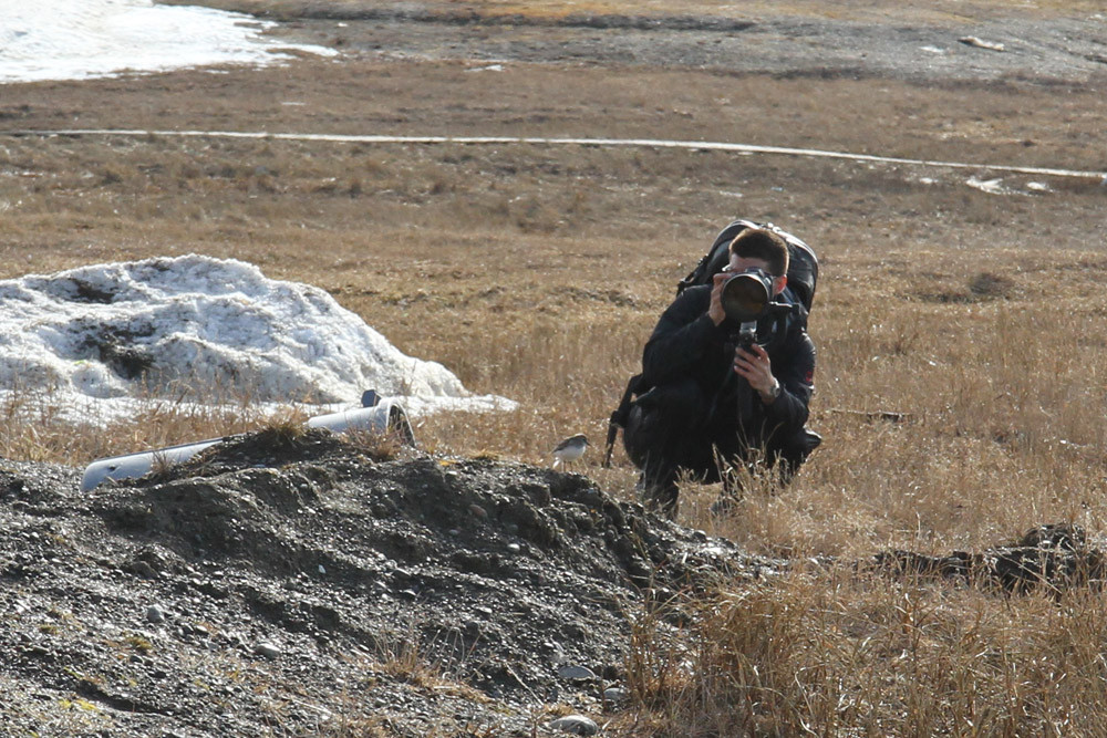 Barrow - behind Highschool - our first Semipalmated Sandpiper - Alaska 2013