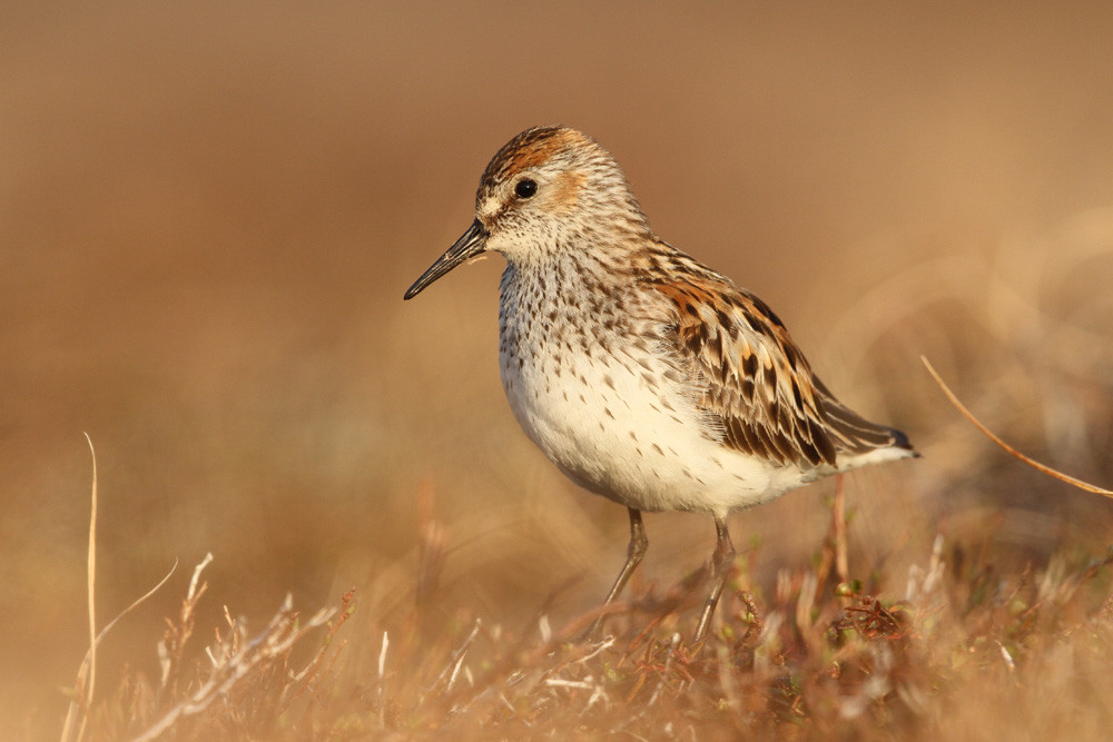  Bergstrandläufer, Western Sandpiper (Calidris mauri)