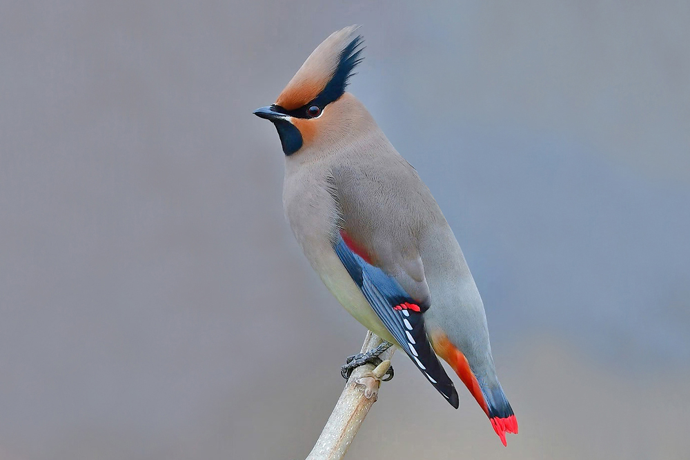 Japanische Seidenschwanz (Bombycilla japonica)
