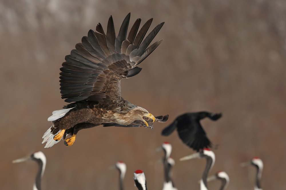 Seeadler (Haliaeetus albicilla)