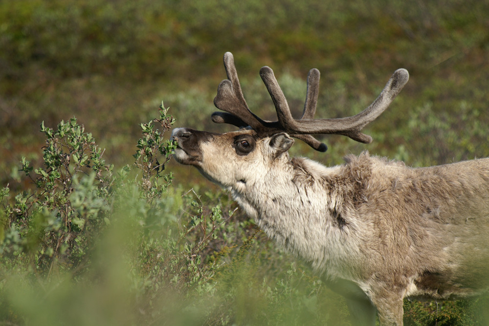 Rentier, Reindeer (Rangifer tarandus)