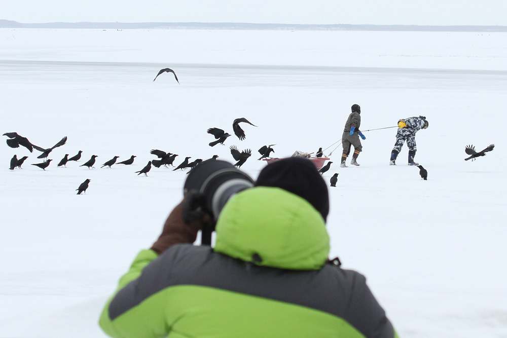 Bei den Riesenseeadler - Nemuro, Hokkaido - Japan 2015