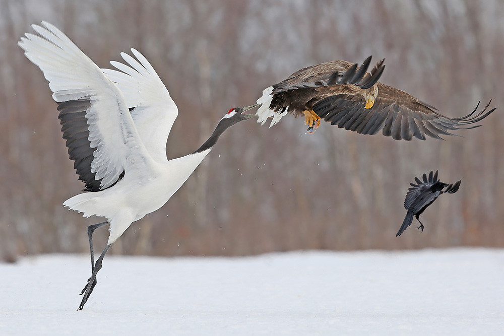 Mandschurenkranich (Grus japonensis) & Seeadler (Haliaeetus albicilla) 