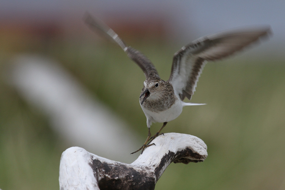 Temminckstrandläufer, Temminck's Stint (Calidris temminckii)