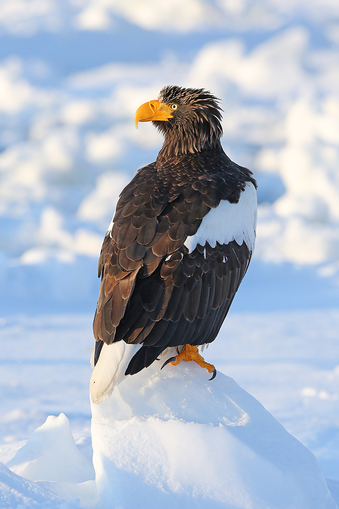 Riesenseeadler (Haliaeetus pelagicus)