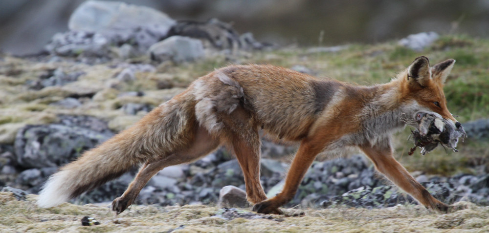 Rotfuchs, Red Fox (Vulpes vulpes)