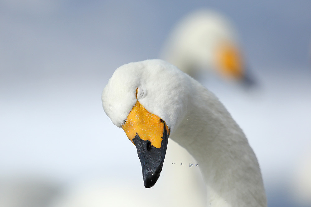 Singschwan (Cygnus cygnus) 