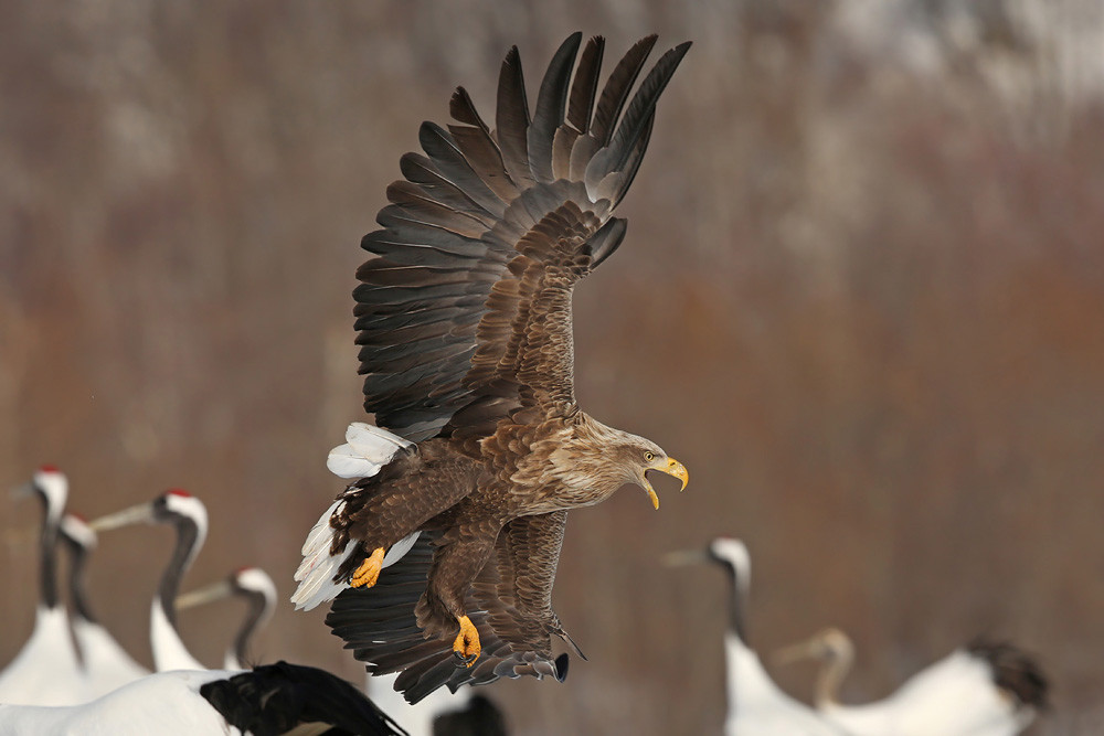 Seeadler (Haliaeetus albicilla)