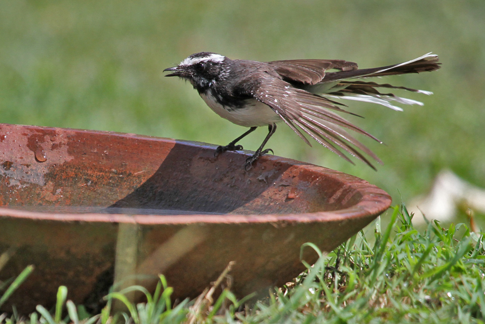 Weissstirn-Fächerschwanz, White-browed Fantail (Rhipidura aureola) / Kalametiya