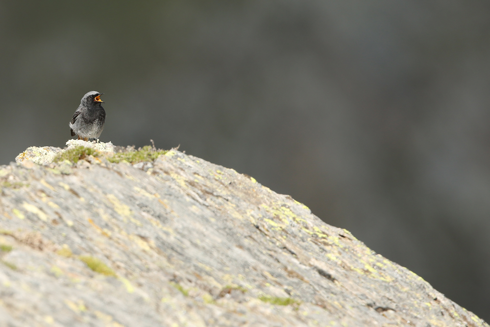 Hausrotschwanz (Phoenicurus ochruros)