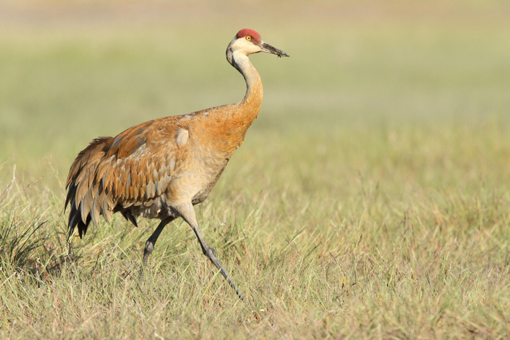 Kanadakranich, Sandhill Crane (Grus canadensis)