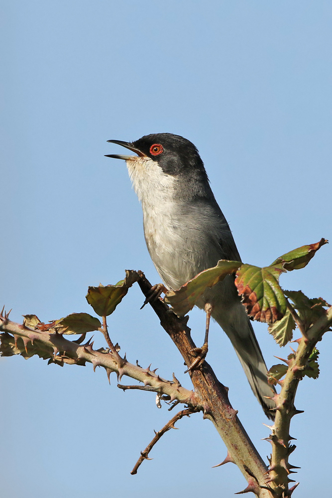 Samtkopf-Grasmücke (Curruca melanocephala)