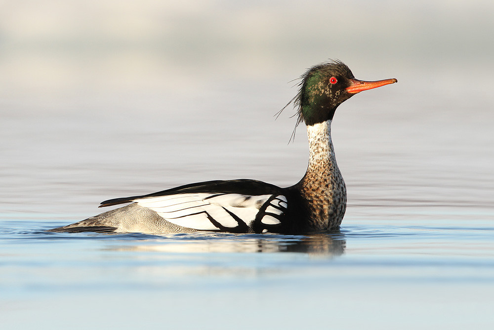 Mittelsäger, Red-breasted Merganser (Mergus serrator)