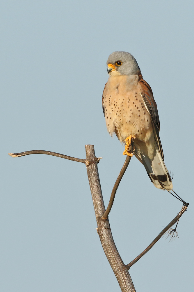 Rötelfalke (Falco naumanni)