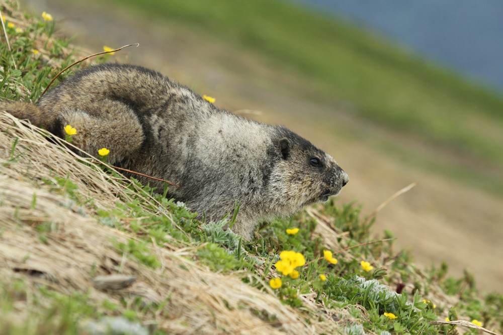 Eisgraues Murmeltier, Hoary Marmot (Marmota caligata) 